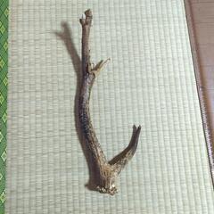 鹿の角