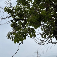 桐の木の画像