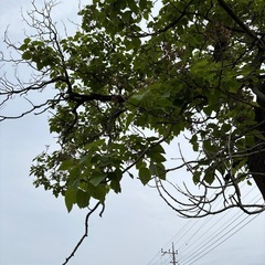 桐の木の画像
