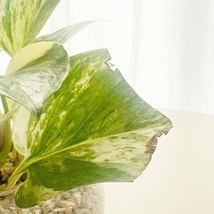 ポトス　ゼオライト植え　　の画像