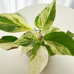 ポトス　ゼオライト植え　　の画像