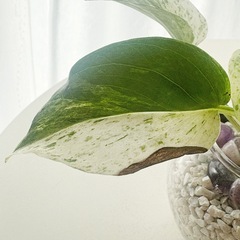 ポトス　ゼオライト植え　　の画像