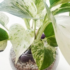 ポトス　ゼオライト植え　　の画像