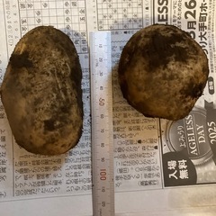 【🥔じゃがいも・無農薬　5個入り】お安くお譲りします