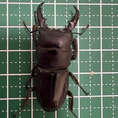 【即ブリ】本土ヒラタクワガタ♂（43.0mm）