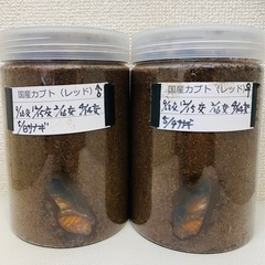🉐国産カブトムシ （レッド）サナギ　ペア