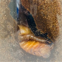 🉐国産カブトムシ （赤色）新成虫ペアの画像