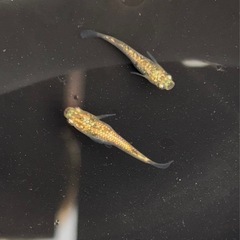 品種メダカ多数在庫あります
