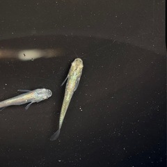 品種メダカ多数在庫あります
の画像