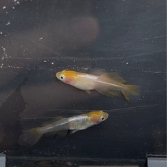 品種メダカ多数在庫あります
の画像