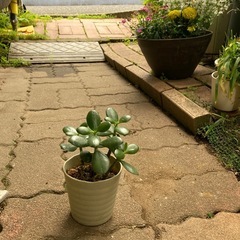 金のなる木の画像