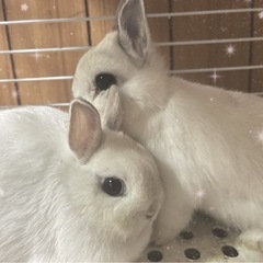 ネザー🌼5ヶ月♀