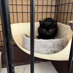 至急  可愛い黒猫ちゃん  約2ヶ月