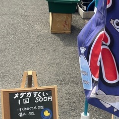 めだかすくい　&  改良めだか販売