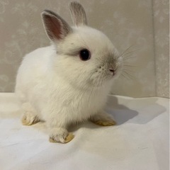 ネザー🌼2ヶ月♂