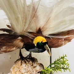 極楽鳥　剥製　※引取限定　