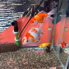 金魚熱帯魚爬虫類似水槽