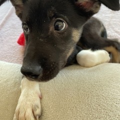 珍島犬