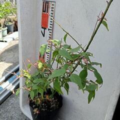 梅干し 小梅の苗 70cm 程鉢なしの画像