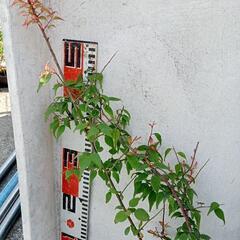 梅干し 小梅の苗 70cm 程鉢なしの画像