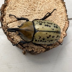 ティティウスシロカブト　オスのみ1 