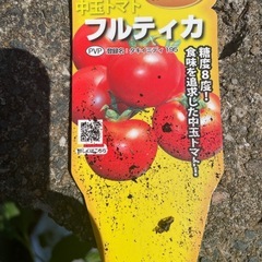 トマト　苗の画像