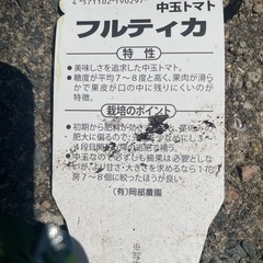 トマト　苗の画像