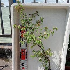 小梅 の苗 70cm ほど 梅干し　鉢なし