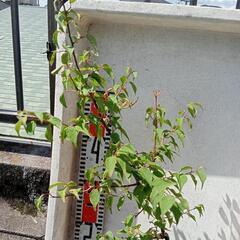 小梅 の苗 70cm ほど 梅干し　鉢なしの画像