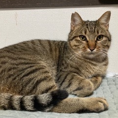 推定8ヶ月の桜猫ちゃん