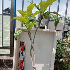 茂木びわの苗 90cm ほど 鉢なし