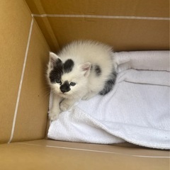 生後1ヶ月〜1ヶ月半 メス 子猫