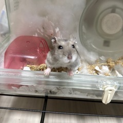 ジャンガリアンハムスター２匹の里親募集
