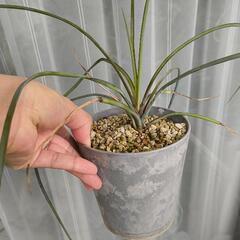観葉植物　ユッカ　ペリクローサ　鉢ごと