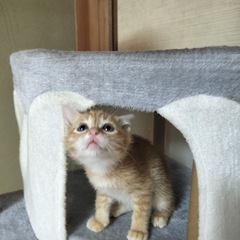 おとなしい茶トラ男の子