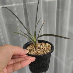 観葉植物　ユッカ　ペリクローサ　小　鉢ごと