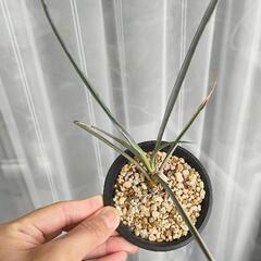 観葉植物　ユッカ　ペリクローサ　小　鉢ごとの画像