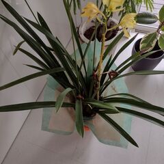 シンジウームの画像