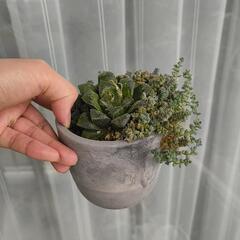 観葉植物　ハオルチア