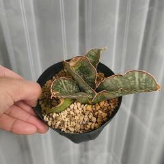 観葉植物　サンスベリア　ドラゴンウィングの画像