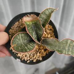 観葉植物　サンスベリア　ドラゴンウィングの画像