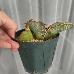 観葉植物　サンスベリア　ドラゴンウィング