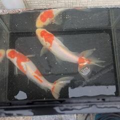 金魚