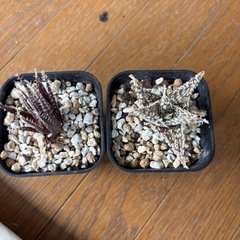 アロエ