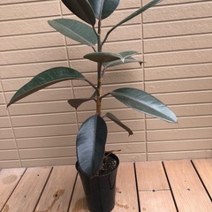 フィカス　バーガンディ　観葉植物②