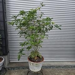 引渡し決定！金木犀 黄色の花が咲き良い香りヒューケラ付き