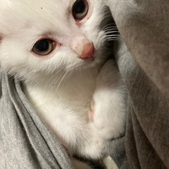 子猫生後2ヶ月ぐらいかと思います