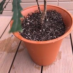 アラレア　観葉植物①の画像