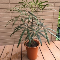 アラレア　観葉植物③