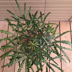 アラレア　観葉植物①の画像